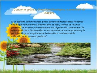 Convenio sobre la Diversidad Ecológica, o protocolo de
Nagoya
Es un acuerdo -con miras a ser global- que busca abordar todos los temas
que tengan relación con la biodiversidad, es decir, cuidado de recursos
genéticos, de especies y de ecosistemas. Los objetivos del convenio son “la
conservación de la biodiversidad, el uso sostenible de sus componentes y la
participación justa y equitativa de los beneficios resultantes de la
utilización de los recursos genéticos”
 