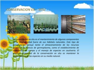 CONSERVACION EX – SITU
La conservación ex situ es el mantenimiento de algunos componentes
de la biodiversidad fuera de sus hábitats naturales. Este tipo de
conservación incluye tanto el almacenamiento de los recursos
genéticos en bancos de germoplasma, como el establecimiento de
colecciones de campo y el manejo de especies en cautiverio. El
objetivo primordial de la conservación ex situ es mantener la
supervivencia de las especies en su medio natural.
 