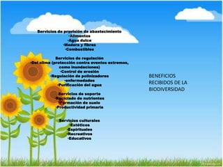 Servicios de provisión de abastecimiento
•Alimentos
•Agua dulce
•Madera y fibras
•Combustibles
Servicios de regulación
•Del clima (protección contra eventos extremos,
como inundaciones)
•Control de erosión
•Regulación de polinizadores
•enfermedades
•Purificación del agua
Servicios de soporte
•Reciclado de nutrientes
•Formación de suelo
•Productividad primaria
Servicios culturales
•Estéticos
•Espirituales
•Recreativos
•Educativos
BENEFICIOS
RECIBIDOS DE LA
BIODIVERSIDAD
 