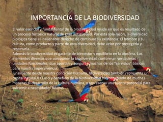 IMPORTANCIA DE LA BIODIVERSIDAD
El valor esencial y fundamental de la biodiversidad reside en que es resultado de
un proceso histórico natural de gran antigüedad. Por esta sola razón, la diversidad
biológica tiene el inalienable derecho de continuar su existencia. El hombre y su
cultura, como producto y parte de esta diversidad, debe velar por protegerla y
respetarla.
Además la biodiversidad es garante de bienestar y equilibrio en la biosfera. Los
elementos diversos que componen la biodiversidad conforman verdaderas
unidades funcionales, que aportan y aseguran muchos de los “servicios” básicos
para nuestra supervivencia.
Finalmente desde nuestra condición humana, la diversidad también representa un
capital natural.8 El uso y beneficio de la biodiversidad ha contribuido de muchas
maneras al desarrollo de la cultura humana, y representa una fuente potencial para
subvenir a necesidades futuras.
 