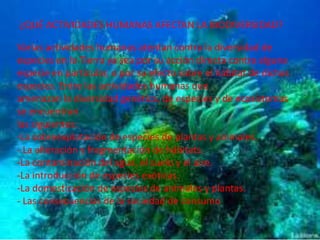 ¿QUÉ ACTIVIDADES HUMANAS AFECTAN LA BIODIVERSIDAD?
Varias actividades humanas atentan contra la diversidad de
especies en la Tierra ya sea por su acción directa contra alguna
especie en particular, o por su efecto sobre el hábitat de dichas
especies. Entre las actividades humanas que
amenazan la diversidad genética, de especies y de ecosistemas
se encuentran
las siguientes:
-La sobreexplotación de especies de plantas y animales.
- La alteración y fragmentación de hábitats.
-La contaminación del agua, el suelo y el aire.
-La introducción de especies exóticas.
-La domesticación de especies de animales y plantas.
- Las consecuencias de la sociedad de consumo.
 