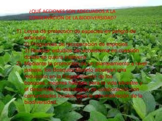 1) Leyes de protección de especies en peligro de
extinción
2) Programas de recuperación de especies
3) Realizar estudios del ecosistema en cuestión
donde se quiera intervenir
2) Mediante la promoción de un planteamiento a nivel
paisaje, los Bosques Modelo albergan una
reducción en la fragmentación de los
bosques, mejores hábitats para la vida silvestre y
el desarrollo de estrategias de colaboración con
comunidades locales para la administración de la
biodiversidad.
¿QUÉ ACCIONES SON ADECUADOS A LA
CONSERVACIÓN DE LA BIODIVERSIDAD?
 