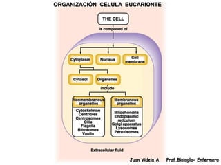 ORGANIZACIÓN CELULA EUCARIONTE




                     Juan Videla A.   Prof.Biología- Enfermero
 