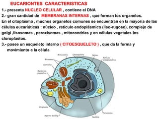EUCARIONTES CARACTERISTICAS
1.- presenta NUCLEO CELULAR , contiene el DNA
2.- gran cantidad de MEMBRANAS INTERNAS , que forman los organelos.
En el citoplasma , muchos organelos comunes se encuentran en la mayoría de las
células eucarióticas : núcleo , retículo endoplásmico (liso-rugoso), complejo de
golgi ,lisosomas , peroxisomas , mitocondrias y en células vegetales los
cloroplastos.
3.- posee un esqueleto interno ( CITOESQUELETO ) , que da la forma y
    movimiento a la célula
 