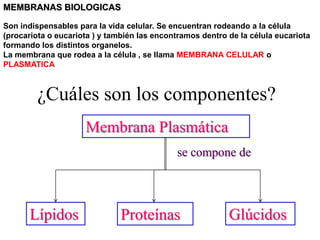 MEMBRANAS BIOLOGICAS

Son indispensables para la vida celular. Se encuentran rodeando a la célula
(procariota o eucariota ) y también las encontramos dentro de la célula eucariota
formando los distintos organelos.
La membrana que rodea a la célula , se llama MEMBRANA CELULAR o
PLASMATICA



        ¿Cuáles son los componentes?
                     Membrana Plasmática
                                             se compone de




      Lípidos                 Proteínas                    Glúcidos
 