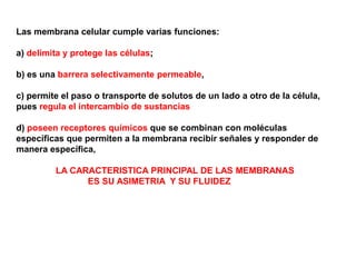 Las membrana celular cumple varias funciones:

a) delimita y protege las células;

b) es una barrera selectivamente permeable,

c) permite el paso o transporte de solutos de un lado a otro de la célula,
pues regula el intercambio de sustancias

d) poseen receptores químicos que se combinan con moléculas
específicas que permiten a la membrana recibir señales y responder de
manera específica,

         LA CARACTERISTICA PRINCIPAL DE LAS MEMBRANAS
               ES SU ASIMETRIA Y SU FLUIDEZ
 