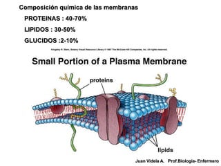 Composición química de las membranas
 PROTEINAS : 40-70%
 LIPIDOS : 30-50%
 GLUCIDOS :2-10%




                                   Juan Videla A. Prof.Biología- Enfermero
 