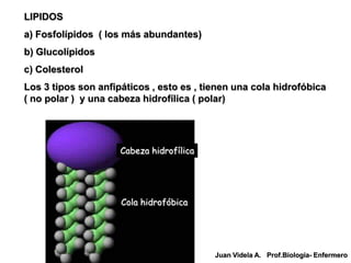 LIPIDOS
a) Fosfolípidos ( los más abundantes)
b) Glucolípidos
c) Colesterol
Los 3 tipos son anfipáticos , esto es , tienen una cola hidrofóbica
( no polar ) y una cabeza hidrofílica ( polar)




                     Cabeza hidrofílica




                     Cola hidrofóbica




                                          Juan Videla A. Prof.Biología- Enfermero
 