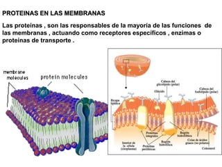 PROTEINAS EN LAS MEMBRANAS
Las proteínas , son las responsables de la mayoría de las funciones de
las membranas , actuando como receptores específicos , enzimas o
proteínas de transporte .
 