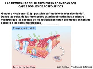 LAS MEMBRANAS CELULARES ESTÁN FORMADAS POR
           CAPAS DOBLES DE FOSFOLÍPIDOS

•Singer y Nicolson (1972) : postulan su “modelo de mosaico fluído” .
Donde las colas de los fosfolípidos estarían ubicadas hacia adentro ,
mientras que las cabezas de los fosfolípidos están orientadas en sentido
opuesto a las colas hidrofóbicas .

         Exterior de la célula




         Interior de la célula               Juan Videla A. Prof.Biología- Enfermero
 