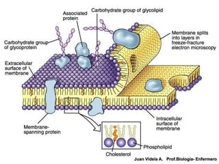 Juan Videla A. Prof.Biología- Enfermero
 