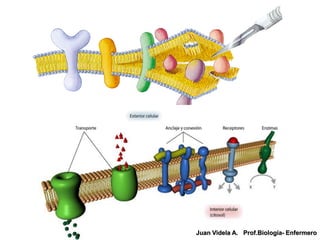 Juan Videla A. Prof.Biología- Enfermero
 