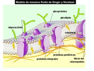 Modelo de mosaico fluído de Singer y Nicolson
 