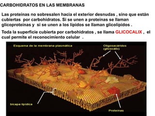 CARBOHIDRATOS EN LAS MEMBRANAS

Las proteínas no sobresalen hacia el exterior desnudas , sino que están
cubiertas por carbohidratos. Si se unen a proteínas se llaman
glicoproteínas y si se unen a los lípidos se llaman glicolípidos .
Toda la superficie cubierta por carbohidratos , se llama GLICOCALIX , el
cual permite el reconocimiento celular .
 