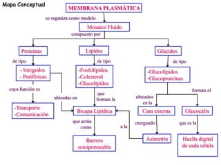Mapa Conceptual
                              MEMBRANA PLASMÁTICA
                    se organiza como modelo
                                        Mosaico Fluido
                               compuesto por


       Proteínas                        Lípidos                              Glúcidos
   de tipo                                    de tipo                              de tipo
       - Integrales                  -Fosfolípidos                    -Glucolípidos
       - Periféricas                 -Colesterol                      -Glucoproteínas
                                     -Glucolípidos
  cuya función es                                                                             forman el
                                               que
                       ubicadas en            forman la          ubicados
                                                                    en la
    -Transporte
                                  Bicapa Lipídica                   Cara externa           Glucocálix
    -Comunicación
                                que actúa                        otorgando              que es la
                                    como                  a la

                                        Barrera                      Asimetría           Huella digital
                                     semipermeable                                       de cada célula
 