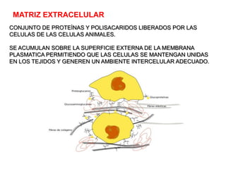 MATRIZ EXTRACELULAR
CONJUNTO DE PROTEÌNAS Y POLISACARIDOS LIBERADOS POR LAS
CELULAS DE LAS CELULAS ANIMALES.

SE ACUMULAN SOBRE LA SUPERFICIE EXTERNA DE LA MEMBRANA
PLASMATICA PERMITIENDO QUE LAS CELULAS SE MANTENGAN UNIDAS
EN LOS TEJIDOS Y GENEREN UN AMBIENTE INTERCELULAR ADECUADO.
 