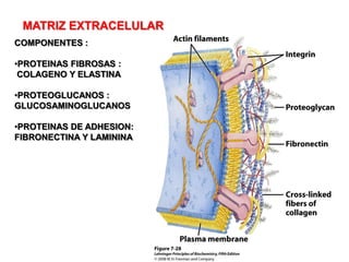 MATRIZ EXTRACELULAR
COMPONENTES :

•PROTEINAS FIBROSAS :
 COLAGENO Y ELASTINA

•PROTEOGLUCANOS :
GLUCOSAMINOGLUCANOS

•PROTEINAS DE ADHESION:
FIBRONECTINA Y LAMININA
 
