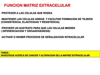 FUNCION MATRIZ EXTRACELULAR
•PROTEGER A LAS CELULAS QUE RODEA

•MANTENER LAS CELULAS UNIDAS Y FACILITAR FORMACION DE TEJIDOS
(CONSISTENCIA, ELASTICIDAD Y RESISTENCIA)

•PROVEER UN SUSTRATO PARA QUE LAS CELULAS MIGREN
( DIFERENCIACION Y ORGANOGENESIS)

•ACTIVAR O INHIBIR PROCESOS DE SEÑALIZACION INTRACELULAR




TAREA :
INVESTIGUE ACERCA DE CANCER Y ALTERACION DE LA MATRIZ EXTRACELULAR
 