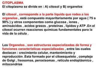CITOPLASMA
El citoplasma se divide en : A) citosol y B) organelos

El citosol , corresponde a la parte líquida que rodea a los
organelos , está compuesto mayoritariamente por agua ( 75 a
90% ) y otros componentes como glucosa , iones ,
aminoácidos , acidos grasos , proteínas , lípidos y ATP .En el
citosol ocurren reacciones químicas fundamentales para la
vida de la célula .


Los Organelos , son estructuras especializadas de forma y
funciones características especializadas , entre las cuales
destacan : crecimiento celular, mantenimiento y
reproducción .Esta formado por el citoesqueleto , complejo
de Golgi , lisosomas, peroxisomas , retículo endoplásmico ,
mitocondrias
 