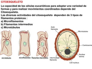 CITOESQUELETO
La capacidad de las células eucarióticas para adoptar una variedad de
formas y para realizar movimientos coordinados depende del
Citoesqueleto.
Las diversas actividades del citoesqueleto dependen de 3 tipos de
filamentos proteicos :
a) Microfilamentos
b) Filamentos intermedios
c) Microtúbulos
 
