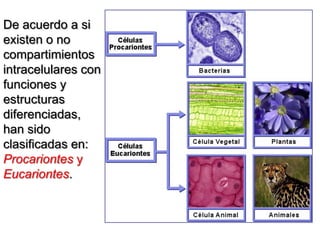 De acuerdo a si
existen o no
compartimientos
intracelulares con
funciones y
estructuras
diferenciadas,
han sido
clasificadas en:
Procariontes y
Eucariontes.
 