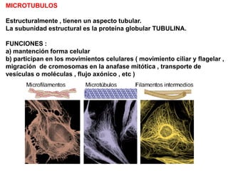 MICROTUBULOS

Estructuralmente , tienen un aspecto tubular.
La subunidad estructural es la proteína globular TUBULINA.

FUNCIONES :
a) mantención forma celular
b) participan en los movimientos celulares ( movimiento ciliar y flagelar ,
migración de cromosomas en la anafase mitótica , transporte de
vesículas o moléculas , flujo axónico , etc )
 