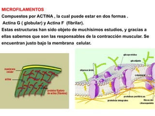 MICROFILAMENTOS
Compuestos por ACTINA , la cual puede estar en dos formas .
Actina G ( globular) y Actina F (fibrilar).
Estas estructuras han sido objeto de muchísimos estudios, y gracias a
ellas sabemos que son las responsables de la contracción muscular. Se
encuentran justo bajo la membrana celular.
 