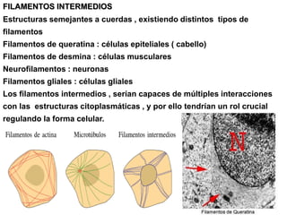FILAMENTOS INTERMEDIOS
Estructuras semejantes a cuerdas , existiendo distintos tipos de
filamentos
Filamentos de queratina : células epiteliales ( cabello)
Filamentos de desmina : células musculares
Neurofilamentos : neuronas
Filamentos gliales : células gliales
Los filamentos intermedios , serían capaces de múltiples interacciones
con las estructuras citoplasmáticas , y por ello tendrían un rol crucial
regulando la forma celular.
 