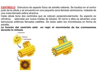 CENTRÍOLO: Estructura de aspecto físico de estrella radiante. Se localiza en el centro
justo de la célula y se encuentra en una pequeña zona llamada centrosoma, rodeada de
una masa llamada esfera atractiva.
Cada célula tiene dos centríolos que se colocan perpendicularmente. Su aspecto es
cilíndrico, adornado por nueve tríadas de túbulos. En torno a ellos se advierten unas
estructuras esféricas llamadas satélites. De estas salen los microtúbulos en forma de
estrella.
La función del centríolo está      en regir el movimiento de los cromosomas
durante la mitosis.
 