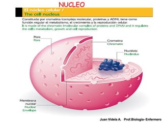 NUCLEO




         Juan Videla A. Prof.Biología- Enfermero
 
