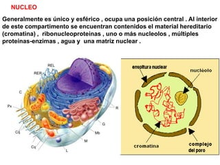 NUCLEO
Generalmente es único y esférico , ocupa una posición central . Al interior
de este compartimento se encuentran contenidos el material hereditario
(cromatina) , ribonucleoproteínas , uno o más nucleolos , múltiples
proteínas-enzimas , agua y una matriz nuclear .
 
