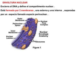 ENVOLTURA NUCLEAR
Encierra al DNA y define el compartimento nuclear .
Está formado por 2 membranas , una externa y una interna , separadas
por un espacio llamado espacio perinuclear .
 