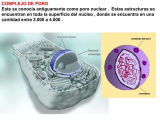 COMPLEJO DE PORO
Este se conocía antiguamente como poro nuclear . Estas estructuras se
encuentran en toda la superficie del núcleo , donde se encuentra en una
cantidad entre 3.000 a 4.000 .
 
