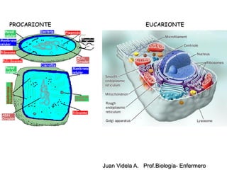 PROCARIONTE                   EUCARIONTE




              Juan Videla A. Prof.Biología- Enfermero
 