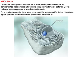 NUCLEOLO
La función principal del nucleolo es la producción y ensamblaje de los
componentes ribosómicos. El nucleolo es aproximadamente esférico y está
rodeado por una capa de cromatina condensada.
En el nucleolo además tiene lugar la producción y maduración de los ribosomas,
y gran parte de los ribosomas se encuentran dentro de él .
 