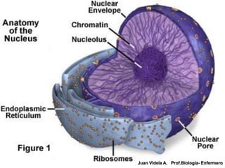 Juan Videla A. Prof.Biología- Enfermero
 