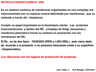 RETICULO ENDOPLASMICO (RE)

Es un sistema continuo de membranas organizadas en una compleja red
interconectada con un espacio central delimitado por membranas , que se
extiende a través del citoplasma.

Cumple un papel importante en la biosíntesis celular . Las proteínas
transmembranas y lípidos del RE , complejo de Golgi ,lisosomas y
membrana plasmática inician su síntesis en asociación con las
membranas del RE.
El Re , es de dos tipos : RUGOSO (RER) o LISO (REL) , esto viene dado
de acuerdo a si presenta o no presenta ribosomas unido a su superficie
citoplasmática.

Los ribosomas son los lugares de producción de proteínas.



                                           Juan Videla A.   Prof.Biología- Enfermero
 