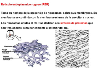 Reticulo endoplasmico rugoso (RER)


Toma su nombre de la presencia de ribosomas sobre sus membranas. Su
membrana se continúa con la membrana externa de la envoltura nuclear.

Los ribosomas unidos al RER se dedican a la síntesis de proteínas que
son trasladadas simultáneamente al interior del RE.
 