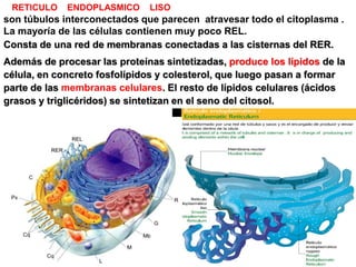 RETICULO    ENDOPLASMICO     LISO
son túbulos interconectados que parecen atravesar todo el citoplasma .
La mayoría de las células contienen muy poco REL.
Consta de una red de membranas conectadas a las cisternas del RER.
Además de procesar las proteínas sintetizadas, produce los lípidos de la
célula, en concreto fosfolípidos y colesterol, que luego pasan a formar
parte de las membranas celulares. El resto de lípidos celulares (ácidos
grasos y triglicéridos) se sintetizan en el seno del citosol.
 