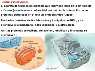 COMPLEJO DE GOLGI
El aparato de Golgi es un organelo que interviene tanto en la síntesis de
azúcares (especialmente polisacáridos) como en la ordenación de las
proteínas elaboradas en el retículo endoplásmico rugoso.

Recibe las proteínas recién fabricadas y los lípidos del REL , y los
distribuye a la membrana , a los lisosomas y a otras áreas.

Ahí las proteínas se reciben , almacenan , modifican y finalmente se
distribuyen .
 