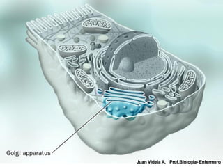 Juan Videla A. Prof.Biología- Enfermero
 