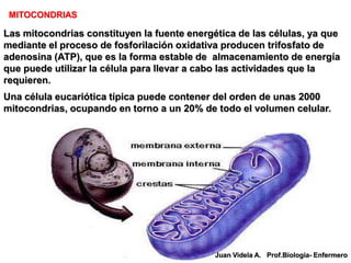 MITOCONDRIAS

Las mitocondrias constituyen la fuente energética de las células, ya que
mediante el proceso de fosforilación oxidativa producen trifosfato de
adenosina (ATP), que es la forma estable de almacenamiento de energía
que puede utilizar la célula para llevar a cabo las actividades que la
requieren.
Una célula eucariótica típica puede contener del orden de unas 2000
mitocondrias, ocupando en torno a un 20% de todo el volumen celular.




                                             Juan Videla A. Prof.Biología- Enfermero
 