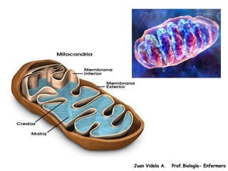 Juan Videla A.   Prof.Biología- Enfermero
 