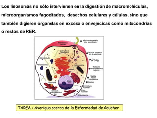 Los lisosomas no sólo intervienen en la digestión de macromoléculas,
microorganismos fagocitados, desechos celulares y células, sino que
también digieren organelas en exceso o envejecidas como mitocondrias
o restos de RER.




       TAREA : Averigua acerca de la Enfermedad de Gaucher
 