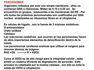 PEROXISOMAS
Organelos rodeados por solo una simple membrana , ellos no
contienen DNA o ribosomas. Miden de 0.15 a 0.25 um . Se
encuentran en grupos, adyacentes a las membranas del RE . Por
ello todas las proteínas peroxisomales son codificadas por DNA
nuclear sintetizadas en ribosomas libres en el citoplasma.

En células de hígado , son la fuente de 3 enzimas oxidativas:
D-aminooxidasa
Urato oxidasa
Catalasa
Las reacciones oxidativas que ocurren en los peroxisomas hacen
de ellos importantes elementos de detoxificación dentro de la
célula.
Los peroxisomas contienen enzimas que utilizan el oxígeno para
remover átomos de oxígeno
RH2 +O2 ---------> R + H2O2

Como el H2O2 es de alto riesgo para la integridad celular , debe
existir un sistema eficiente de degradación de peroxido . Este
proceso es catalizado por la enzima catalasa , con ello se evita la
salida de H2O2 al citoplasma.
 