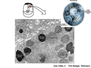 Juan Videla A.   Prof.Biología- Enfermero
 