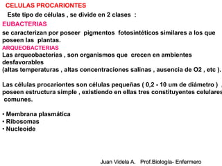 CELULAS PROCARIONTES
 Este tipo de células , se divide en 2 clases :
EUBACTERIAS
se caracterizan por poseer pigmentos fotosintéticos similares a los que
poseen las plantas.
ARQUEOBACTERIAS
Las arqueobacterias , son organismos que crecen en ambientes
desfavorables
(altas temperaturas , altas concentraciones salinas , ausencia de O2 , etc ).

Las células procariontes son células pequeñas ( 0,2 - 10 um de diámetro ) ,
poseen estructura simple , existiendo en ellas tres constituyentes celulares
comunes.

• Membrana plasmática
• Ribosomas
• Nucleoide




                                  Juan Videla A. Prof.Biología- Enfermero
 