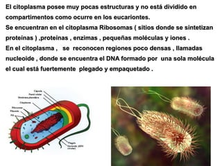 El citoplasma posee muy pocas estructuras y no está dividido en
compartimentos como ocurre en los eucariontes.
Se encuentran en el citoplasma Ribosomas ( sitios donde se sintetizan
proteínas ) ,proteínas , enzimas , pequeñas moléculas y iones .
En el citoplasma , se reconocen regiones poco densas , llamadas
nucleoide , donde se encuentra el DNA formado por una sola molécula
el cual está fuertemente plegado y empaquetado .
 