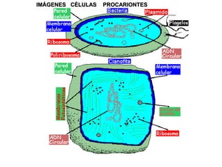 IMÁGENES CÉLULAS   PROCARIONTES
 