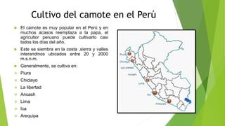 Cultivo del camote en el Perú
 El camote es muy popular en el Perú y en
muchos acasos reemplaza a la papa, el
agricultor peruano puede cultivarlo casi
todos los días del año.
 Este se siembra en la costa ,sierra y valles
interandinos ubicados entre 20 y 2000
m.s.n.m.
 Generalmente, se cultiva en:
 Piura
 Chiclayo
 La libertad
 Ancash
 Lima
 Ica
 Arequipa
 